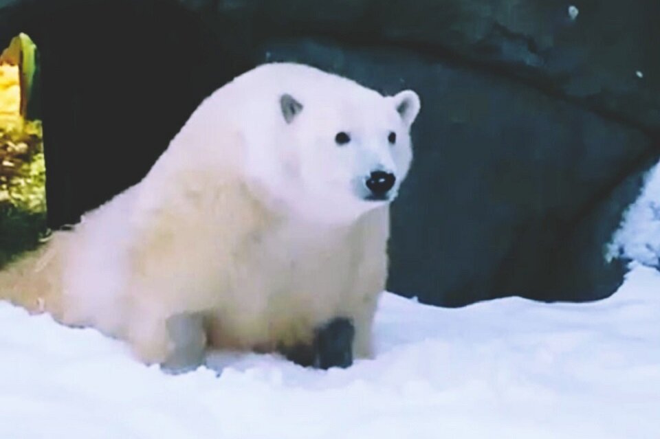 Он очень радовался, когда пошел снег