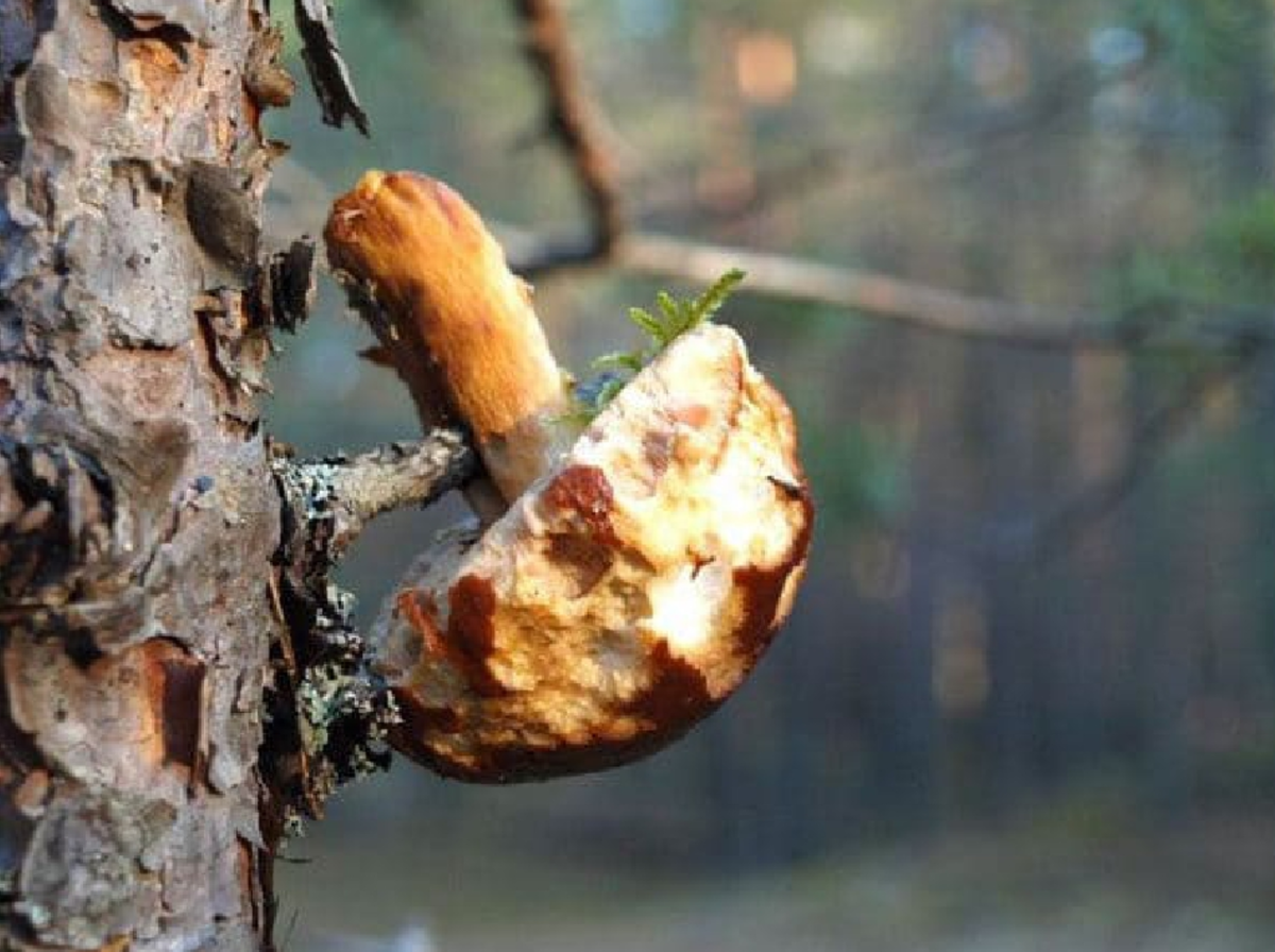 Белка на зиму грибы сушит. Грибы веточки. Белка сушит грибы на ветках. Грибы на ветках. Сушеные грибы на деревьях.
