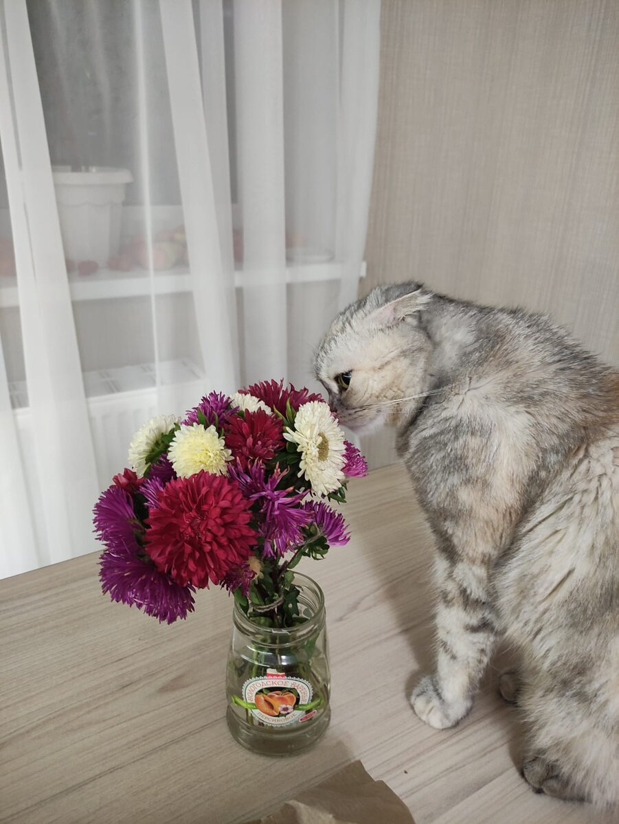 Астры с дачи. Кошка оценила