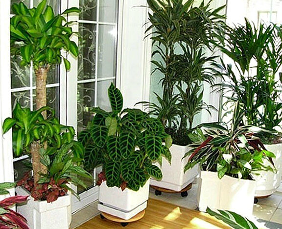 Уход за комнатными растениями: 10 несложных правил