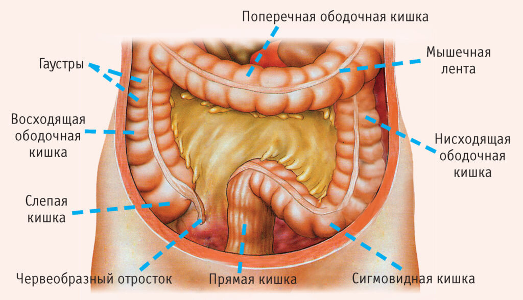 Урчание в кишечнике