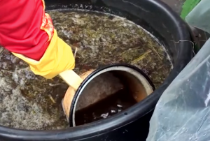 Компост из трав отличается от прочих удобрений тем, что на его приготовление нужно затратить минимальное количество времени. В отличие от органических веществ животного происхождения, растения быстрее перегнивают, теряя аммиак. Созревание компоста зависит от составляющих, но в большинстве случаев это происходит за 2-2,5 месяца. На основе настоя из трав изготавливаются удобрения, которые можно применять для подкормки многих культур. Одним из полезнейших растений для изготовления компоста считается люпин, поглощающий весь азот, до которого удалось добраться коням. За одно лето из маленького семени вырастает большой куст с крепкими, мощными стеблями, из которых может получиться большой объем компоста.