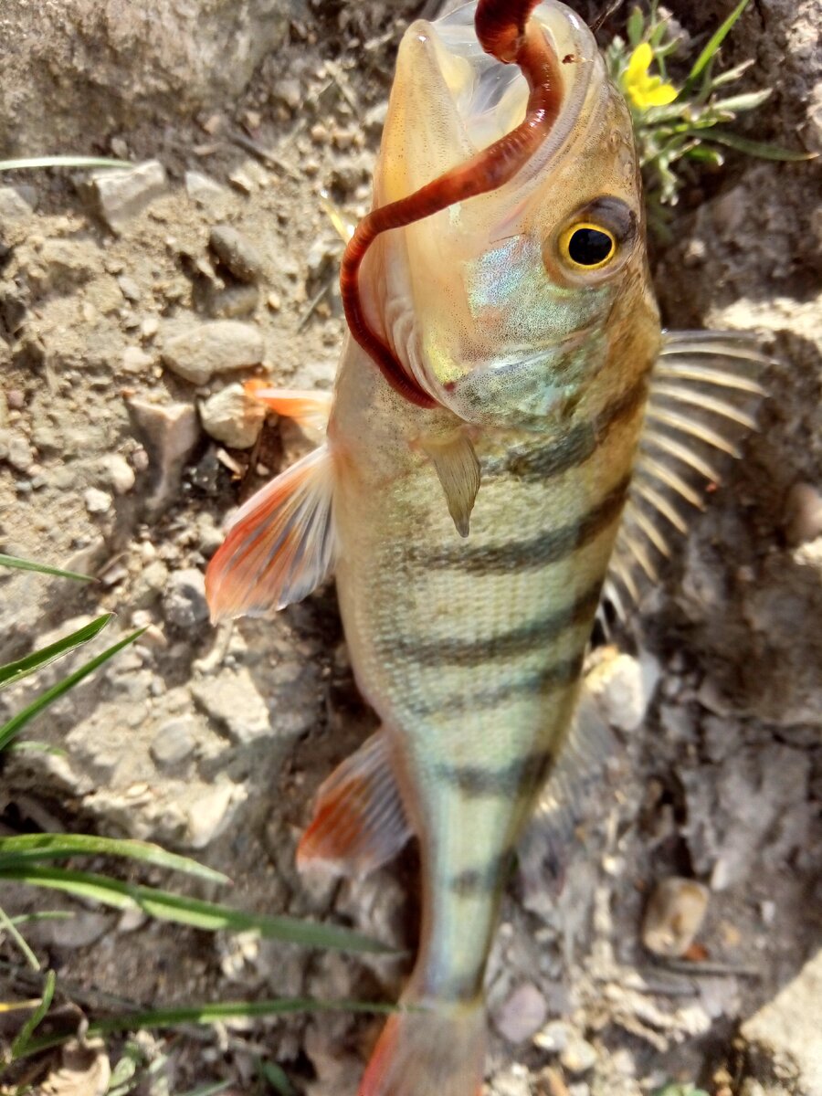 фото окуня пойманного на земляного червя на реке с моста