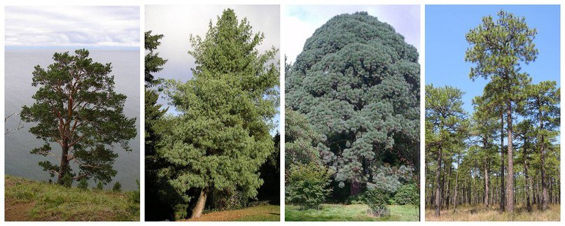Сосна обыкновенная, сосна гималайская, сосна Монтесумы и сосна болотная