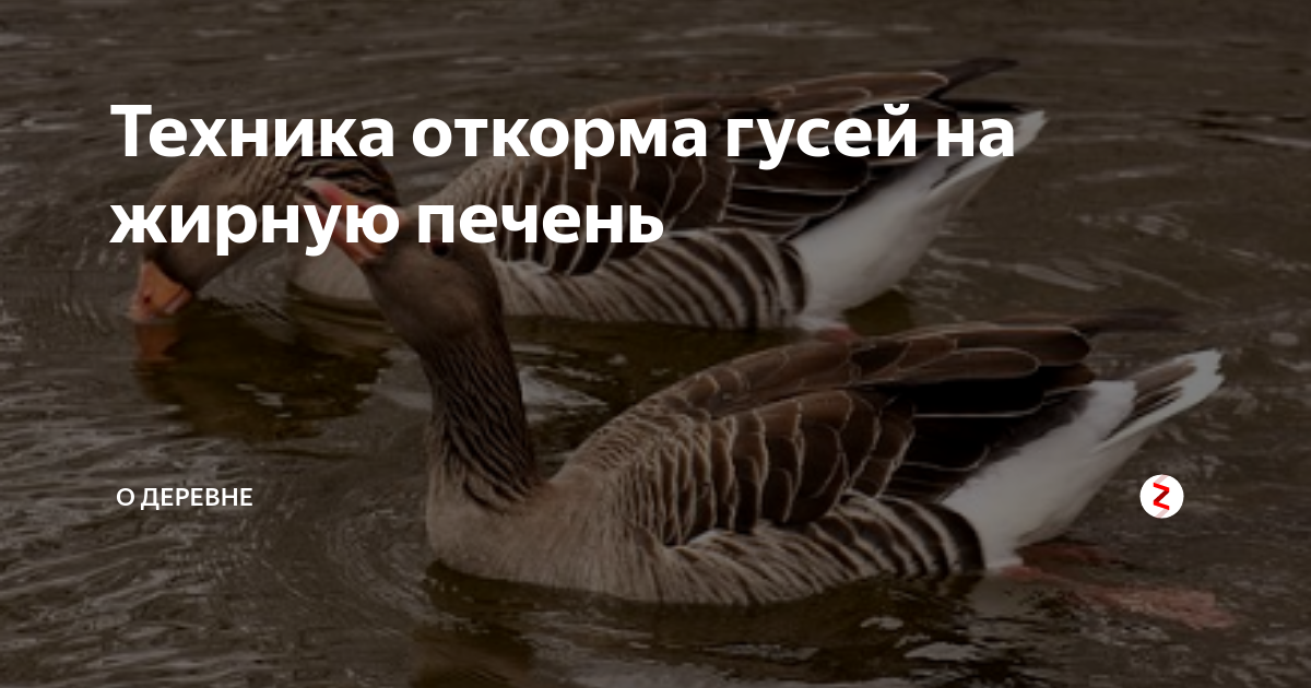 Техника откорма гусей на жирную печень | Рыбак и Охотник | Дзен