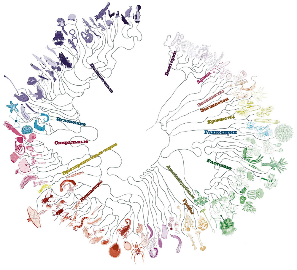 Подробное развитие. Филогенетическое Древо животного мира. Филогенетическое дерево эволюции. Эволюционное Древо жизни биология. Филогенетическое дерево эволюционное дерево дерево жизни.