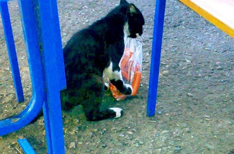 Украден котенок