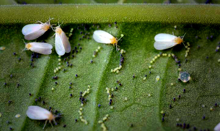 Имаго белокрылок