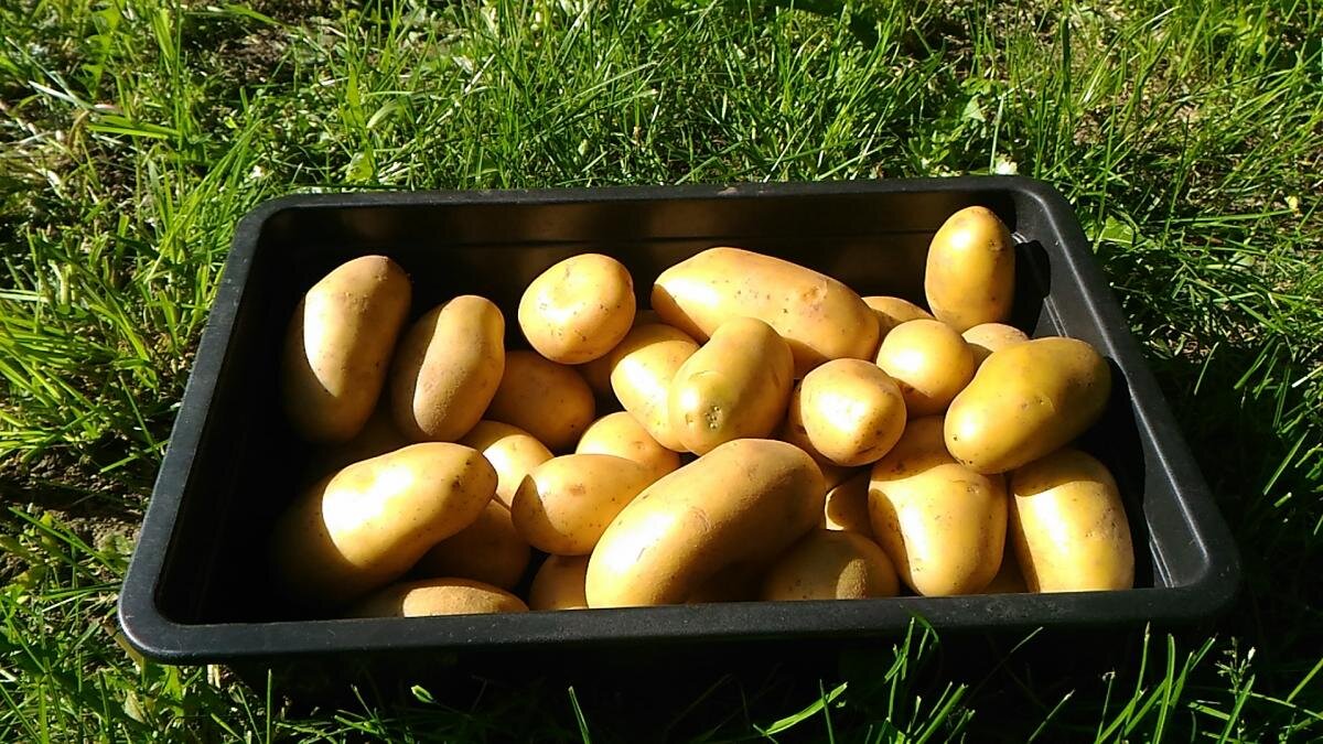 Молодой картофель, урожай 2018 (Фото пользователя форума Agroxxi  - САЛЕРС)