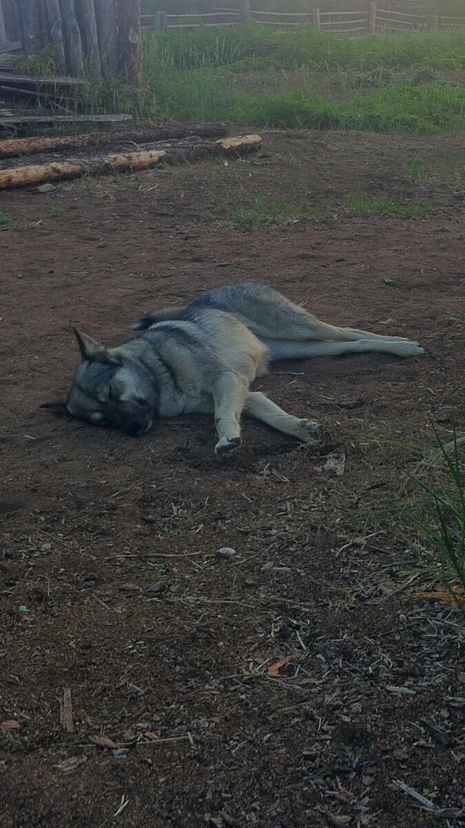 Пёсик познал дзен