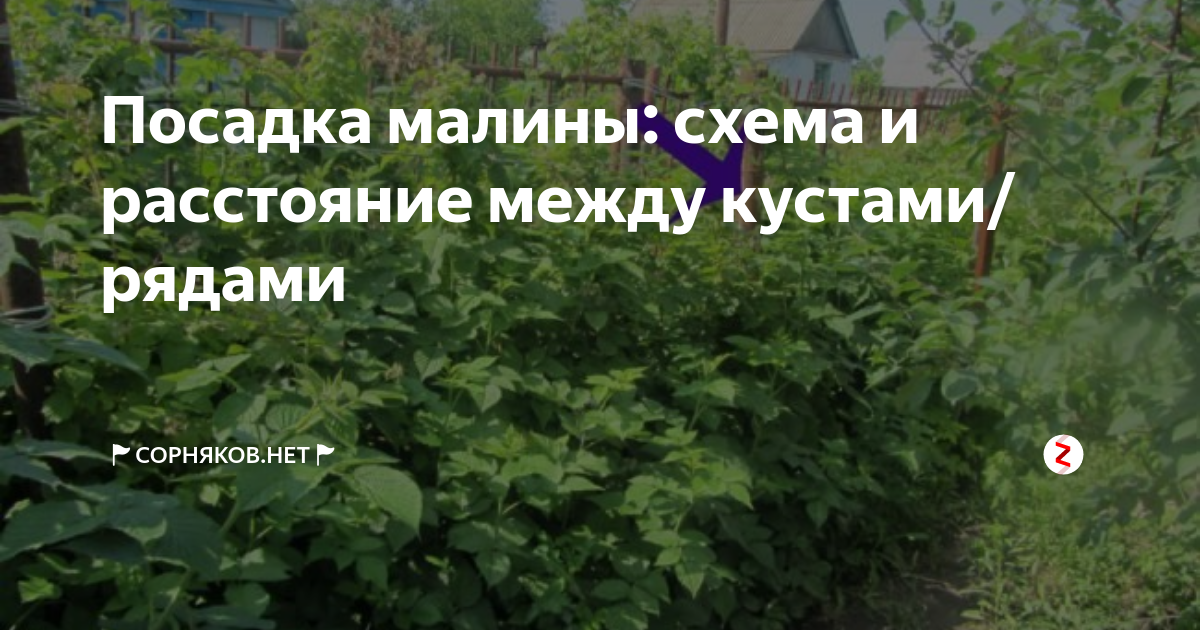 Посадка кустов малины расстояние между кустами. Схема посадки малины. Расстояние между кустами малины. Посадка малины расстояние. Кусты малина расстояние между кустами.