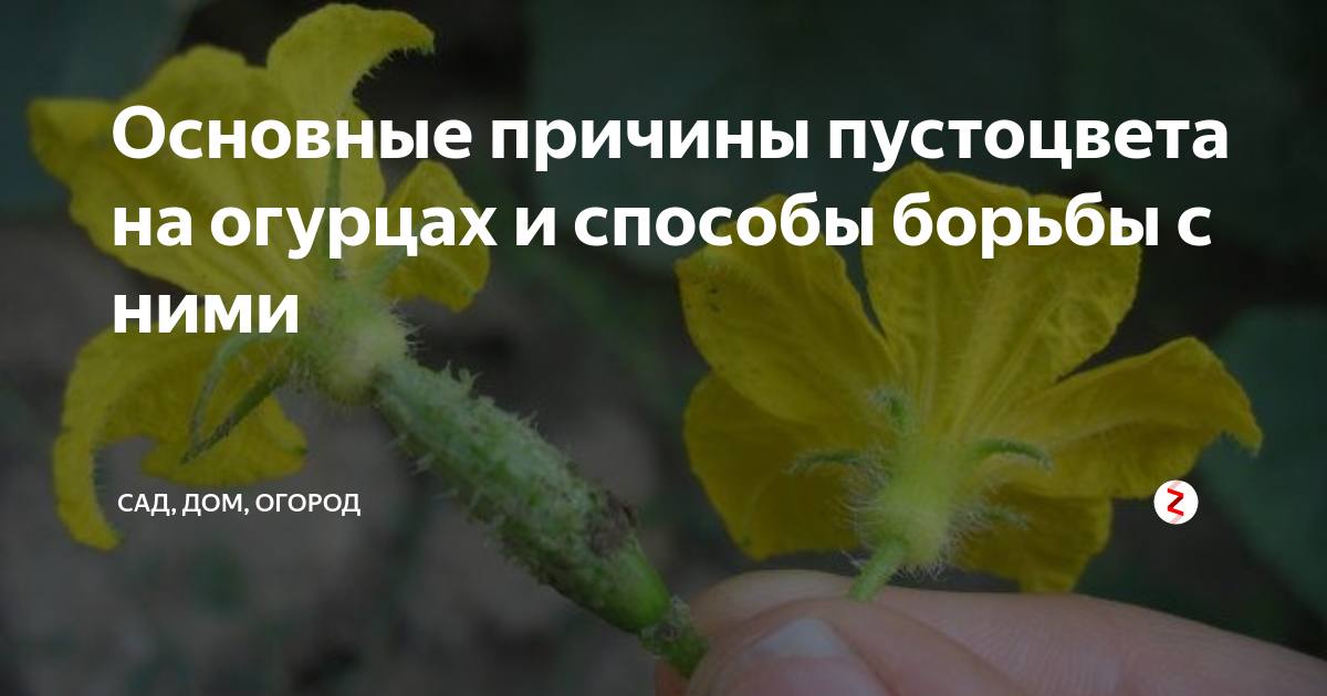 Песня пустоцвет маша. Цветки огурца мужские и женские. Мужской цветок огурца. Женский цветок огурца. Причины пустоцвета на огурцах