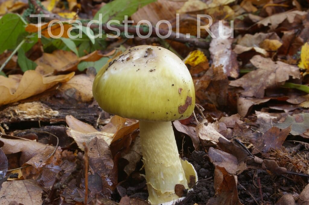 Скромно и со вкусом (фото И.Лебединского)