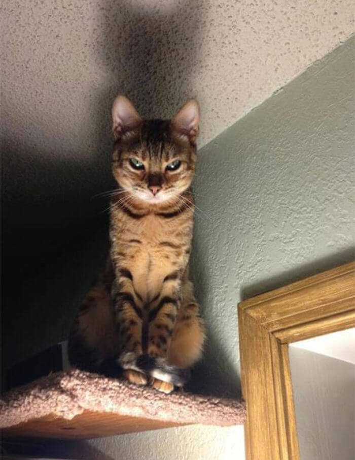 Кот в ночи
