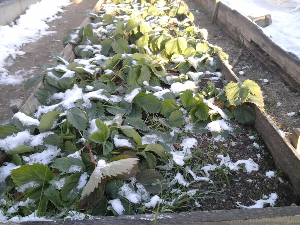 Фото. Клубника после первого небольшого мороза.