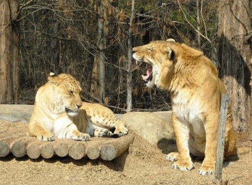 25. Лигр (liger)

Пожалуй, начнём список с самого известного гибридного животного. Родившийся в результате помеси самца льва и тигрицы, лигр может существовать только в условиях неволи, поскольку места обитания родительских видов в дикой природе не пересекаются. Лигры, вес которых может достигать 400 килограммов, являются крупнейшими из всех известных существующих представителей семейства кошачьих.
