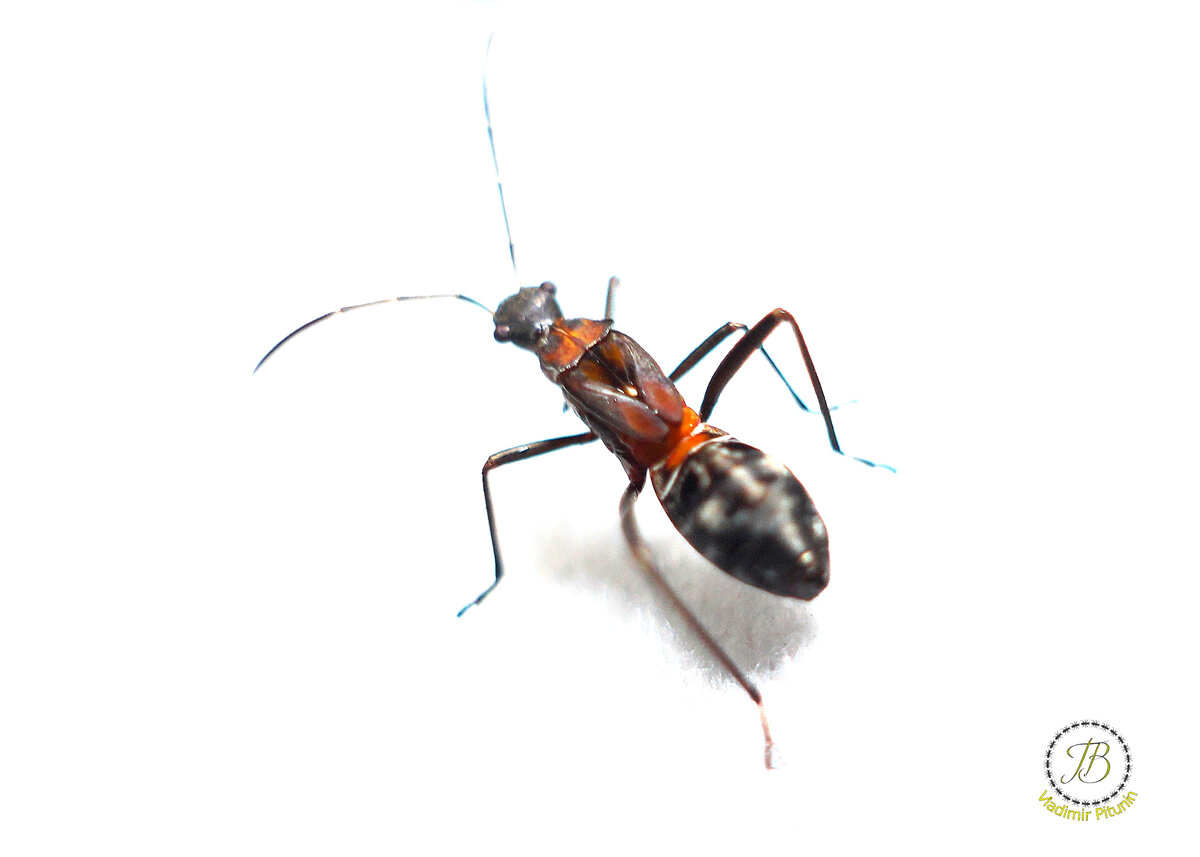 Личинка клопа из семейства Alididae (фото автора)