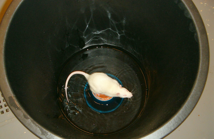 Эксперимент над фазой быстрого движения глаз мыши