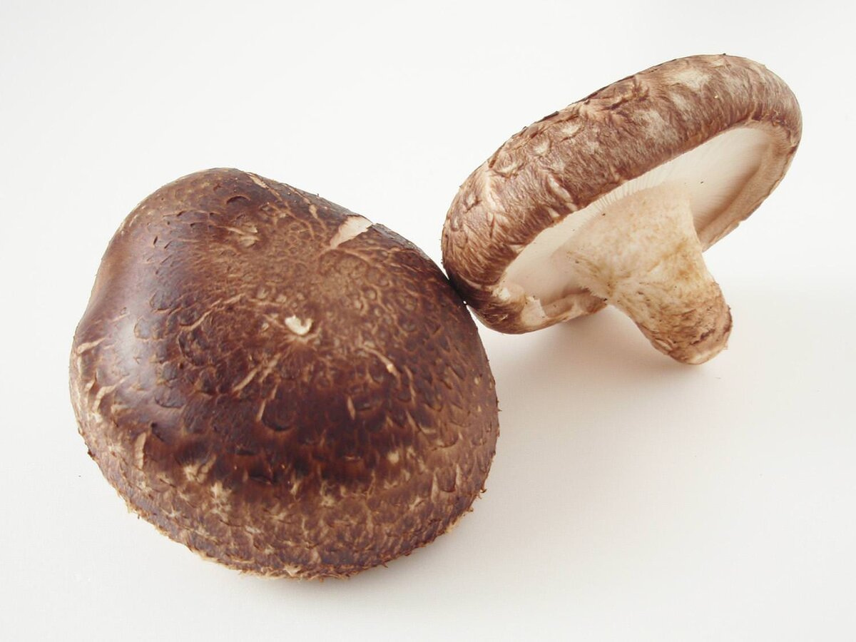  Химический состав грибов шиитаке  В составе грибов шиитаке много целебных свойств.