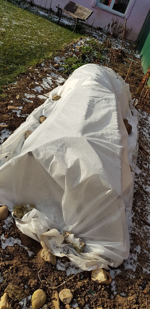 Как укрыть розы на зиму. Укрытие роз флорибунда. Способы укрытия роз на зиму. Укрытие роз стеклоарматурой. Розы укрывают на зиму при температуре.