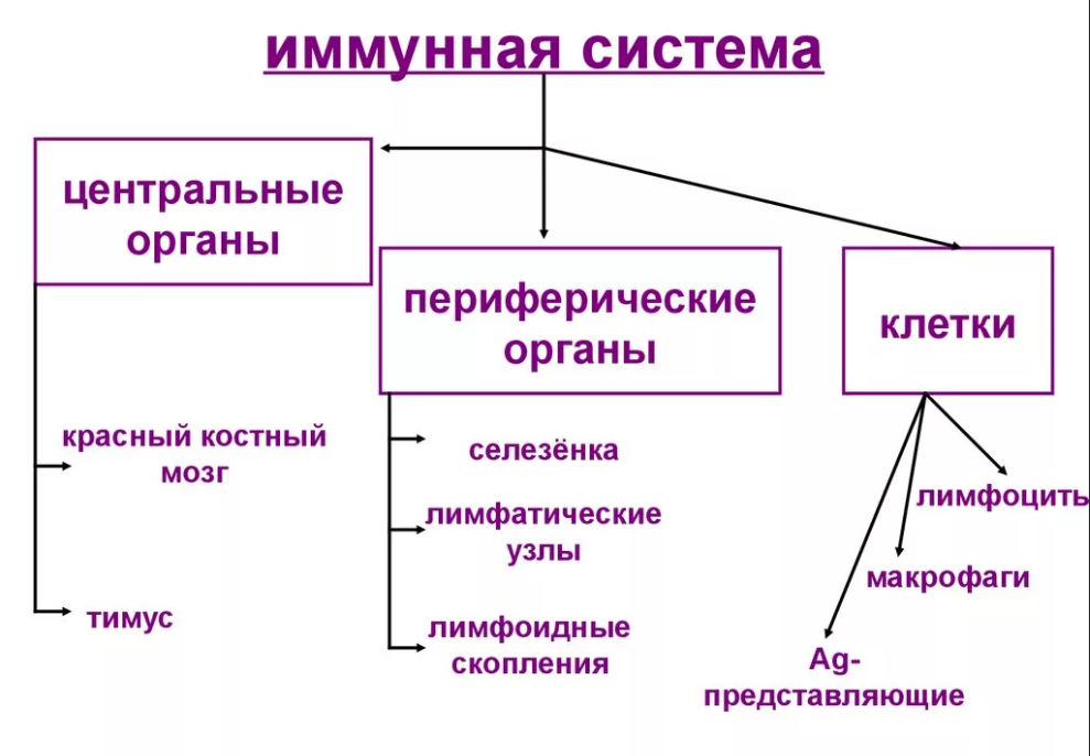 Anatomy And Physiology