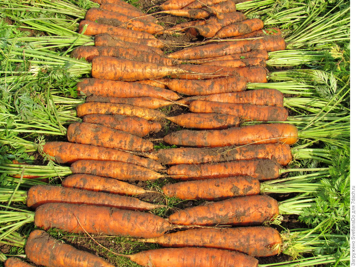 Морковь сорта Нантская - 4