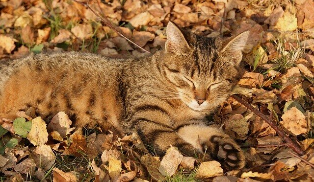 Самый легкий и доступный способ-чесночная настойка.