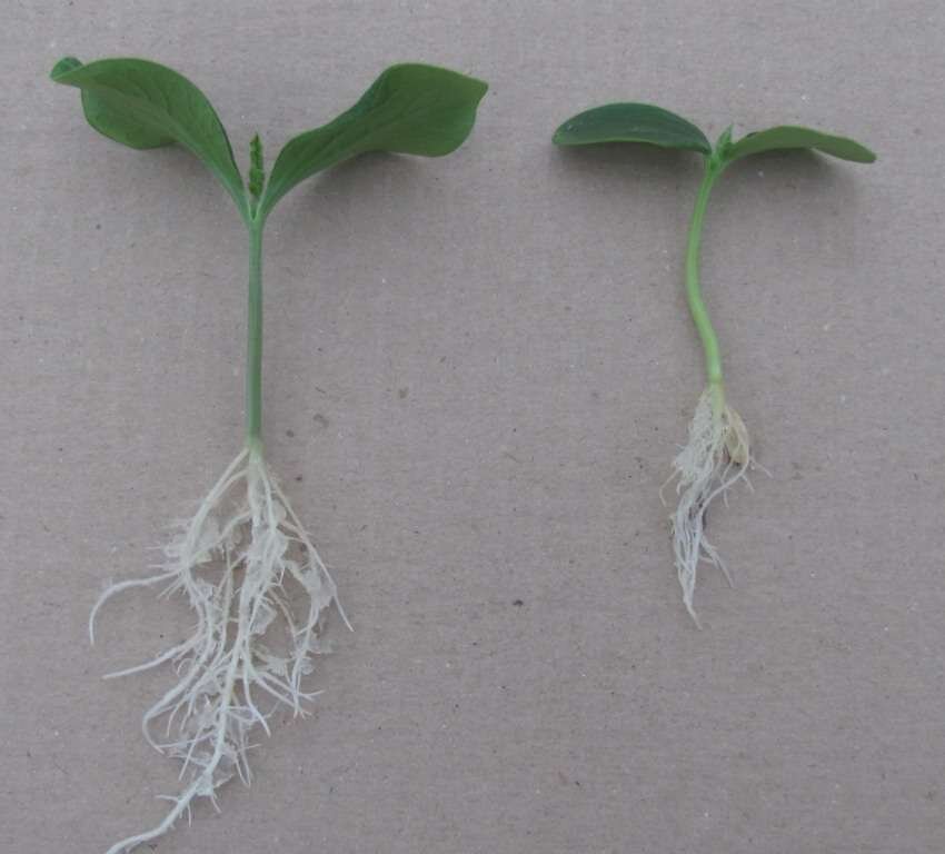 Корешка огурец. Корень проростка редиса. Корневой проросток тыквы. Корень проростка огурца. Корень цинии.