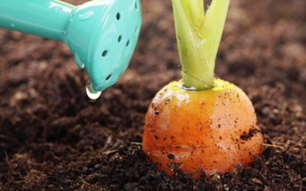 Использование борной кислоты при выращивании моркови: полив, подкормка, обработка и добавление других компонентов