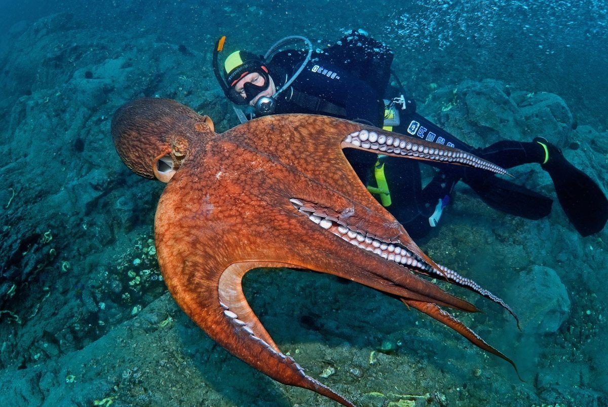 9 место: Осьминог