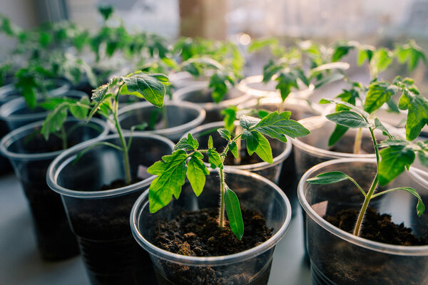 5 причин выращивать свою рассаду