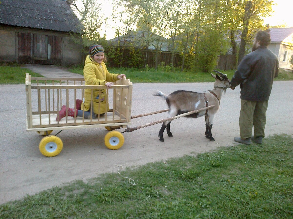 Коза в упряжке