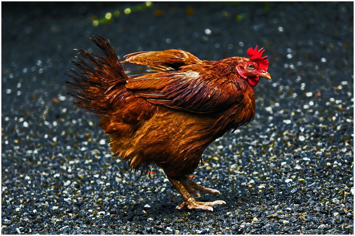https://pixabay.com/photos/bird-hen-poultry-animal-chicken-3991973/