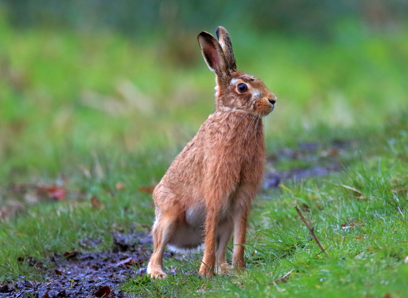 Заяц-русак. Фото flickr.com