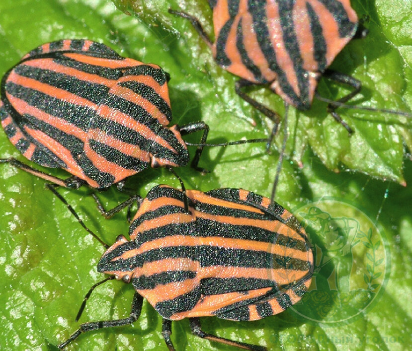 Возник вопрос? Задайте его в комментариях!)