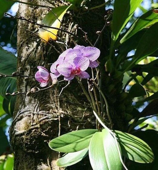 Фаленопсис