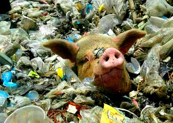 фото из свободного доступа Яндекс картинки