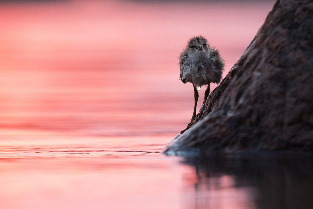 Дикая природа России National Geographic