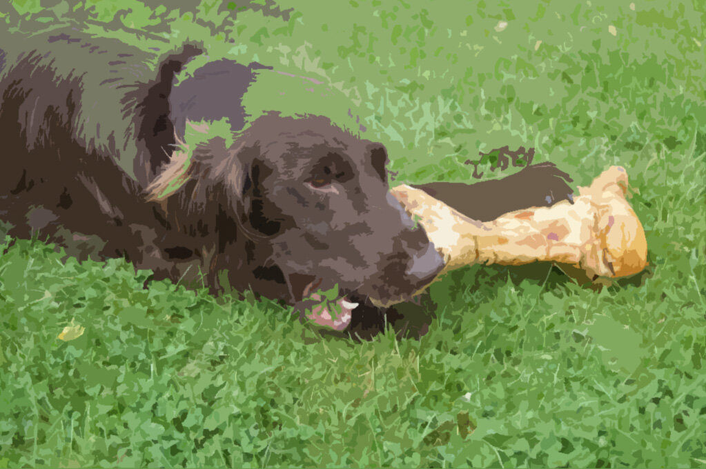 Мой пёс Мэнсон