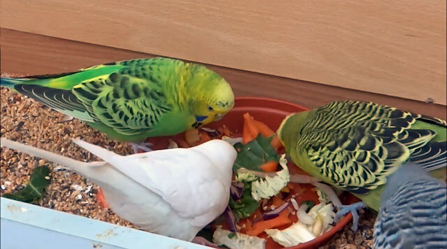 Витамины и ветпрепараты для попугаев и птиц