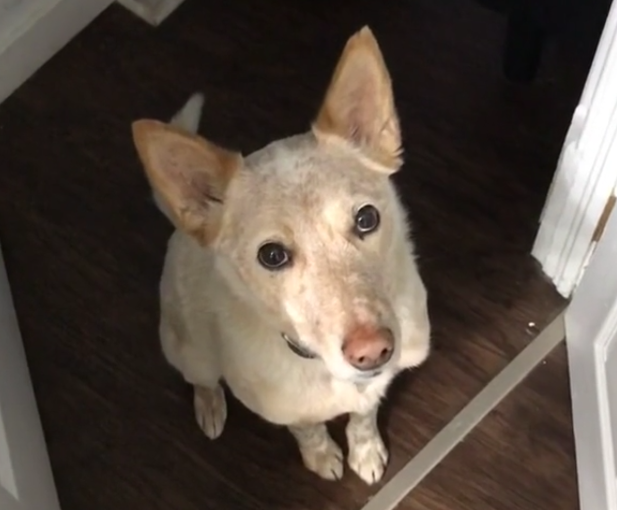 Кадр видео gfycat.com/healthyfaintbilby