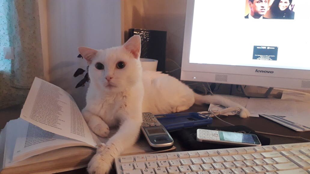 Кот Марсик за работой