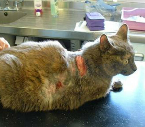 Гормональные нарушения