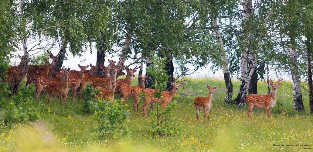 Оленья балка борисоглебск фото