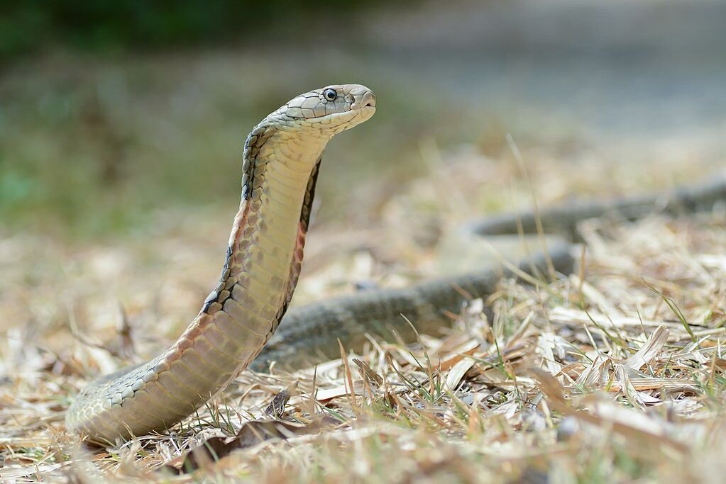 Других змей. Ophiophagus Hannah. Кольчатая водяная Кобра. Королевская Кобра против черной мамбы. Королевская Кобра Детеныши.