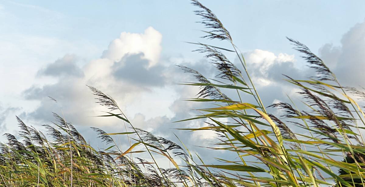 Фото: https://pixabay.com/