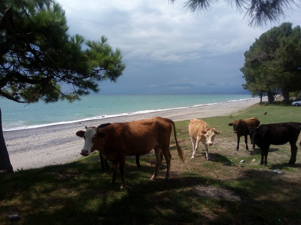 Абхазы называют их "наши лежачие полицейские" (коровки любят развалиться прямо на трассе, зачастую перекрывая движение). А здесь, на фотке, видимо, у этих "полицейских" рейд по пляжу и иным злачным местам.