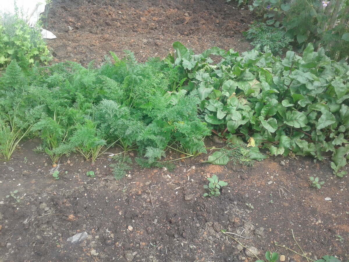 Майские посадки 