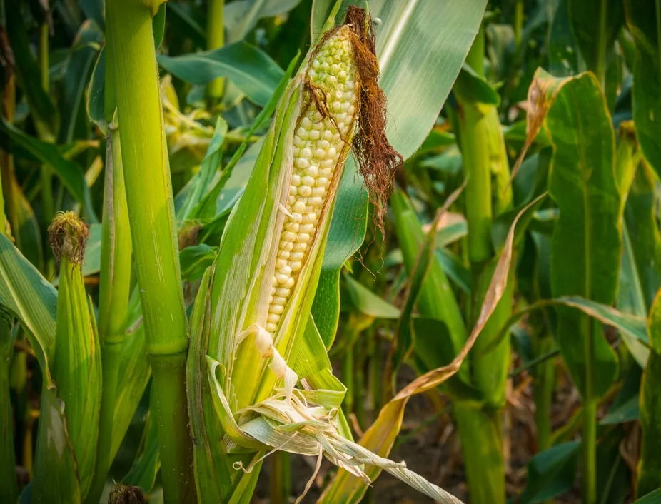 Из открытых источников.