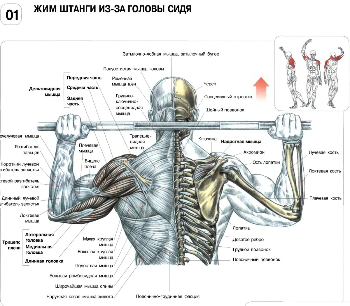 Жим из-за головы. Кому именно не стоит его делать, а кому можно? |  Биомеханика движений Фитнес & Бодибилдинг | Дзен